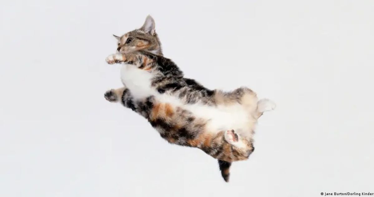 Revelan el misterio de cómo los gatos caen de pie: el secreto no está en su columna como se creía