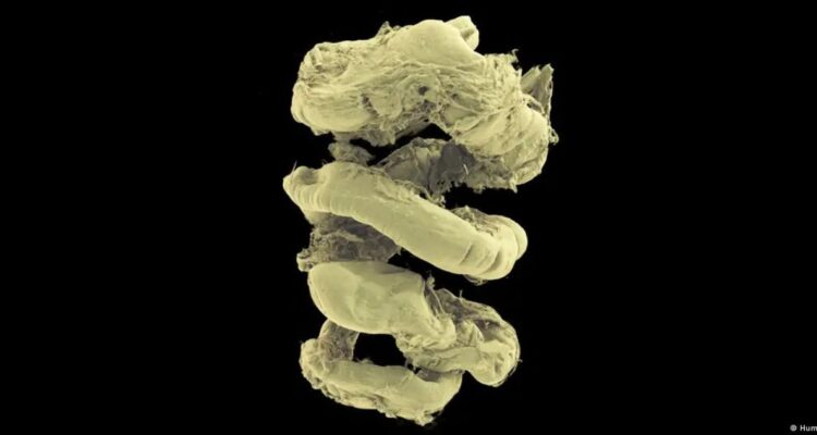 Lanzan el “Google Earth” del cuerpo humano gratis: es 100 mil millones de veces mejor que radiografías