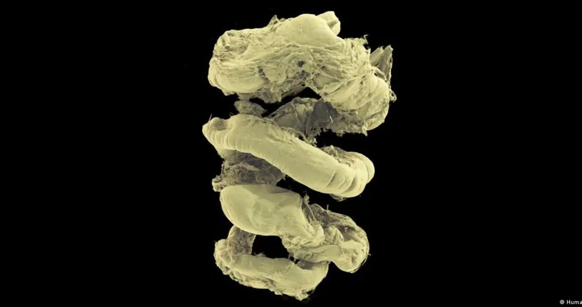 Lanzan el “Google Earth” del cuerpo humano gratis: es 100 mil millones de veces mejor que radiografías