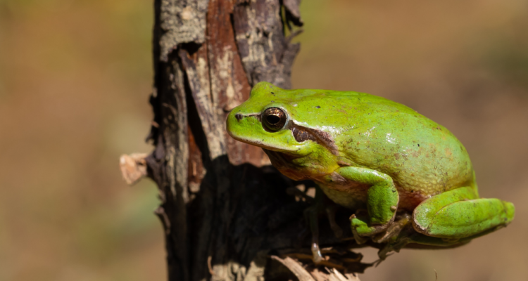 Aumenta población de ranita de Darwin en Parque Nacional Pumalín tras monitoreo ambiental