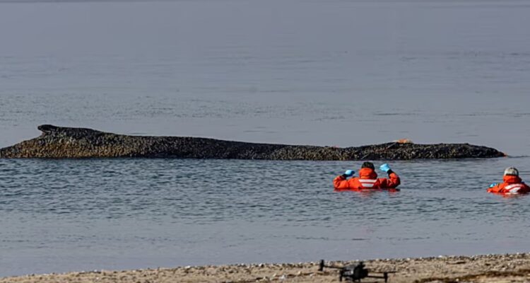 Optan por “dejar en paz” y no salvar a ballena varada en Alemania: ya había sido rescatada poco antes