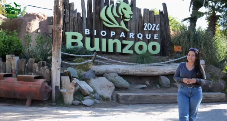 Siguiendo Huellas: Junto a Buinzoo conociendo más del pingüino de Humboldt