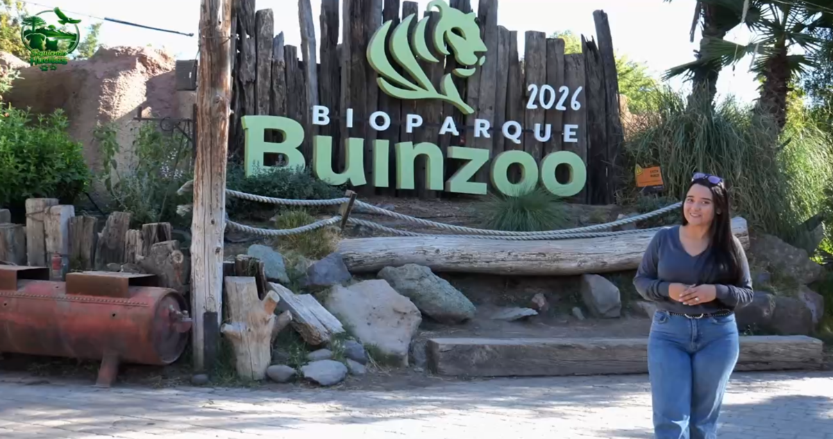 Siguiendo Huellas: Junto a Buinzoo conociendo más del pingüino de Humboldt