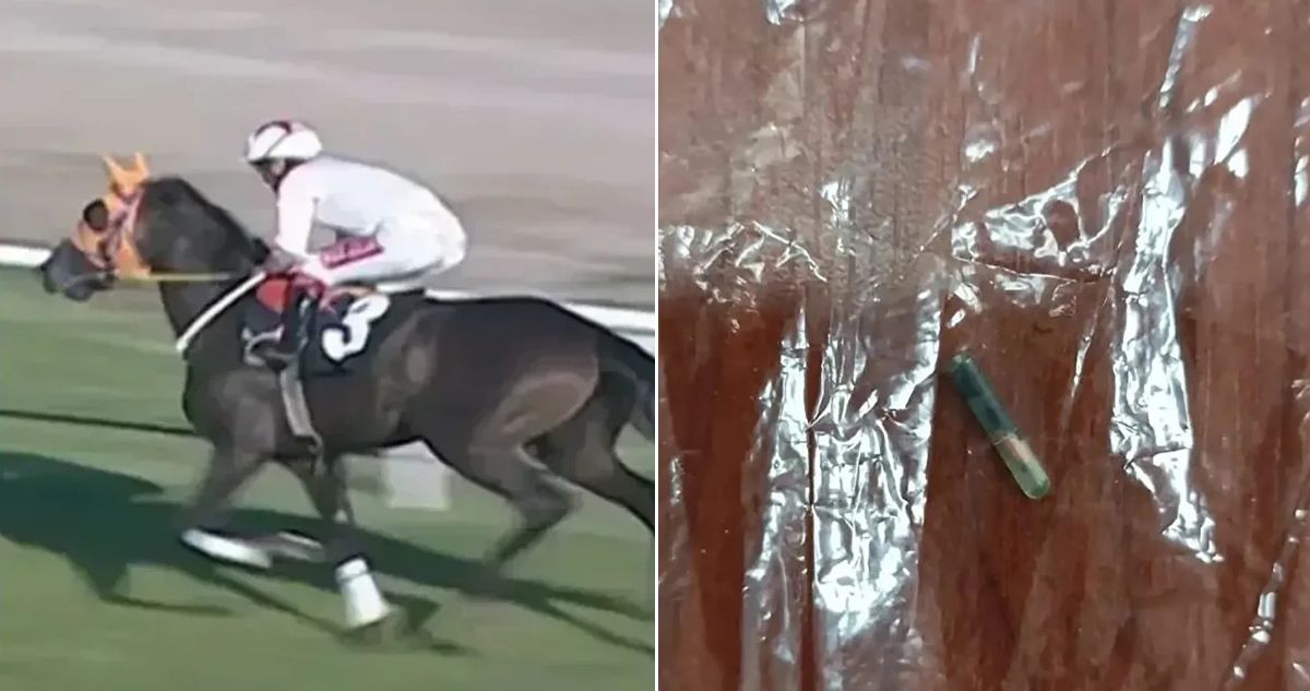 Caballo de carrera fue cocinado en comedor social en Turquía: hay investigación de gobierno