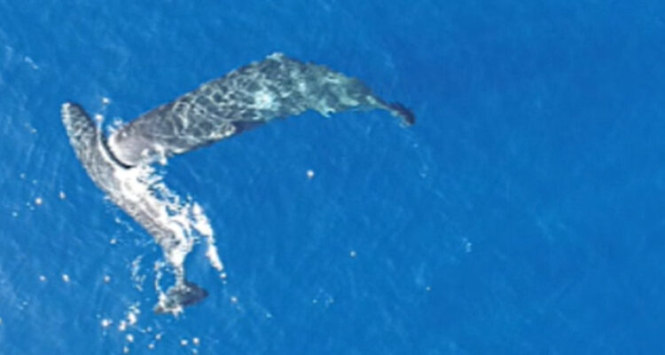 Foto de los cachalotes por primera vez captados dándose cabezazos