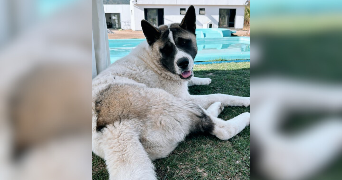 Familia de perro brutalmente asesinado en Quilpué presenta querella