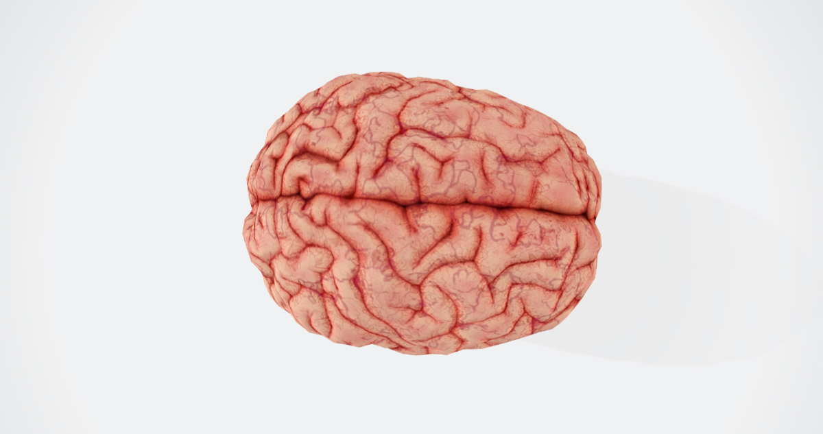 Foto de un cerebro