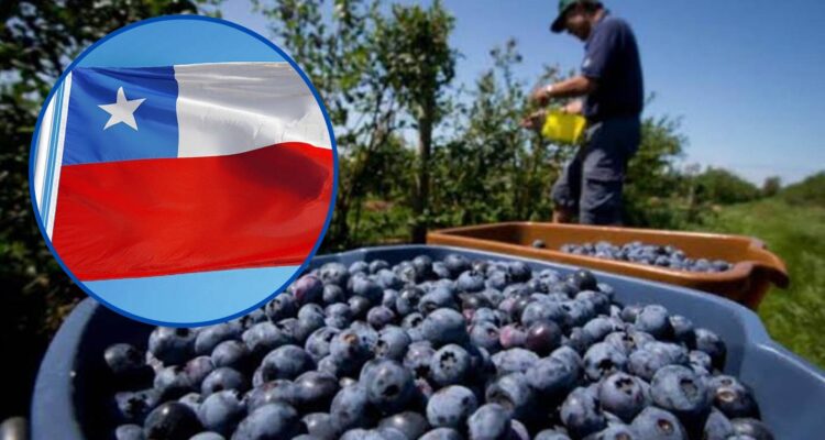 El ambicioso proyecto chileno al norte del Perú: 60 millones de dólares y 400 hectáreas de arándanos