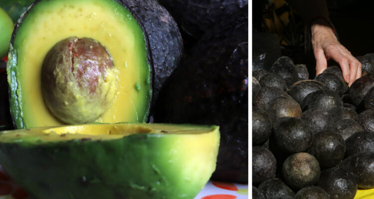 Chile, país de "palta-lovers": consumo alcanzó un récord de casi 9 kilos por persona en 2025