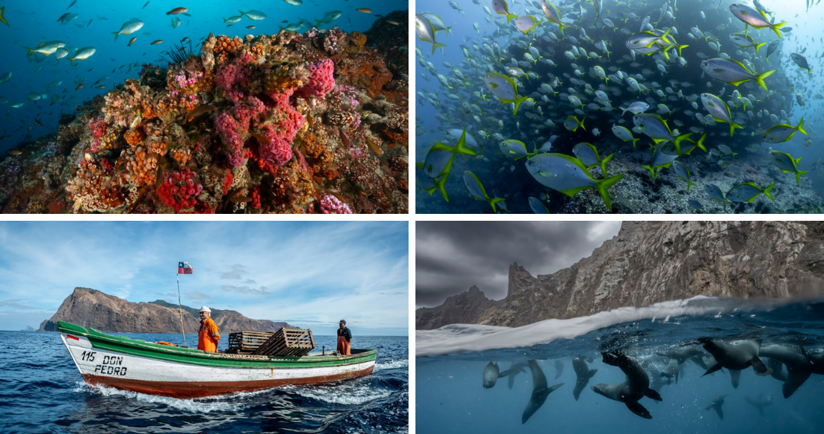 Chile se convierte en el tercer país del planeta con más kilómetros de océanos protegidos