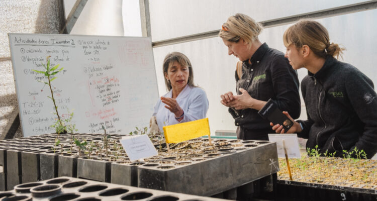 Científicas suecas visitan Chile para fase de restauración del toromiro