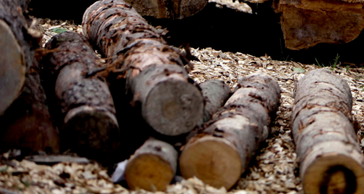 inició juicio contra 20 comuneros por robo de madera