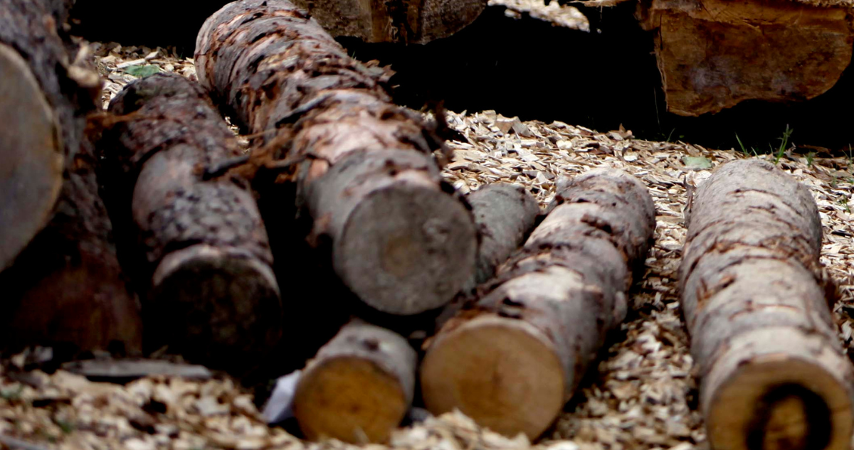 inició juicio contra 20 comuneros por robo de madera