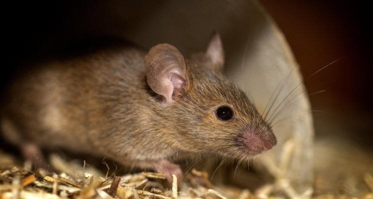 Confirman tercer caso de hantavirus en Ñuble: hombre de 28 años se habría contagiado recolectando moras