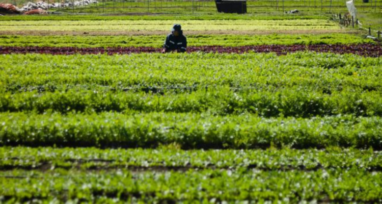 Foto de contexto de agricultura