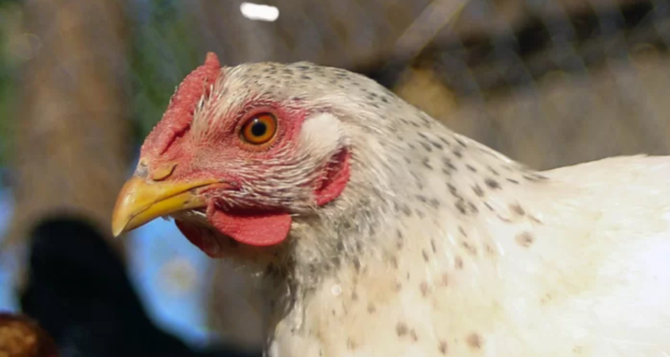 SAG detecta nuevo caso de influenza aviar H5N1 en aves de traspatio en Melipilla