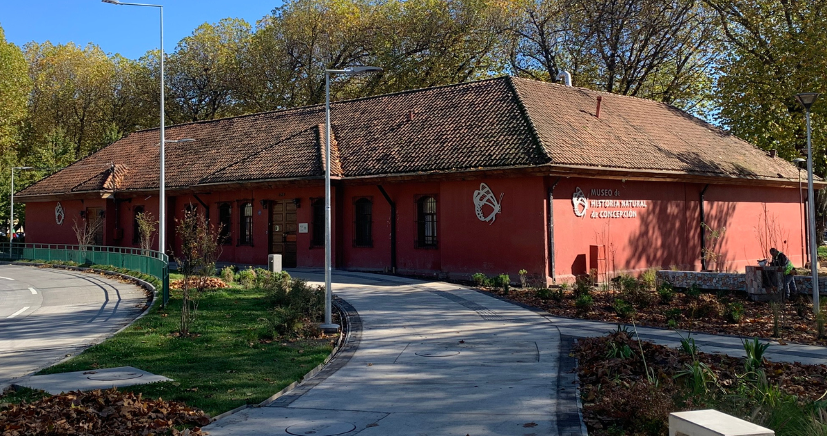 Cedida | Museo de Historia Natural de Concepción