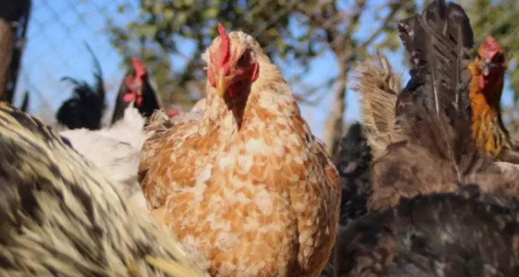 CONTEXTO | AgenciaUno