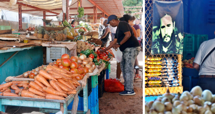 Crisis de combustible en Cuba tiene en vilo a la agricultura de la isla: FAO advierte efectos "graves"