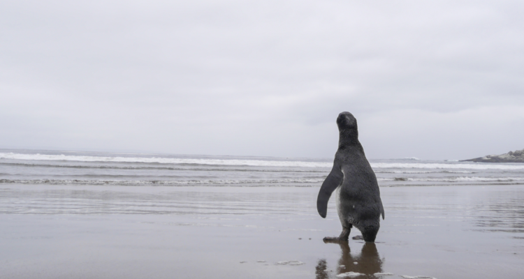 Foto de contexto de pingüino a la orilla del mar
