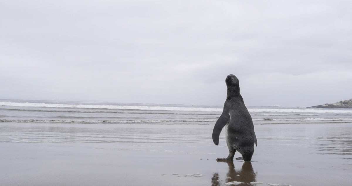 Foto de contexto de pingüino a la orilla del mar