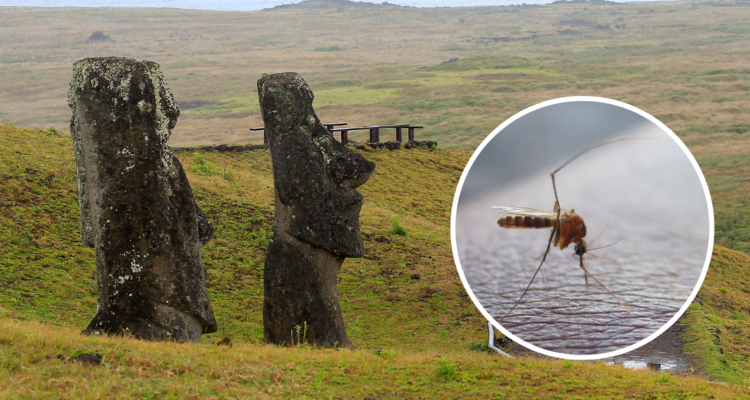 Minsal confirma brote de dengue en Rapa Nui: cuatro casos confirmados y cinco sospechosos
