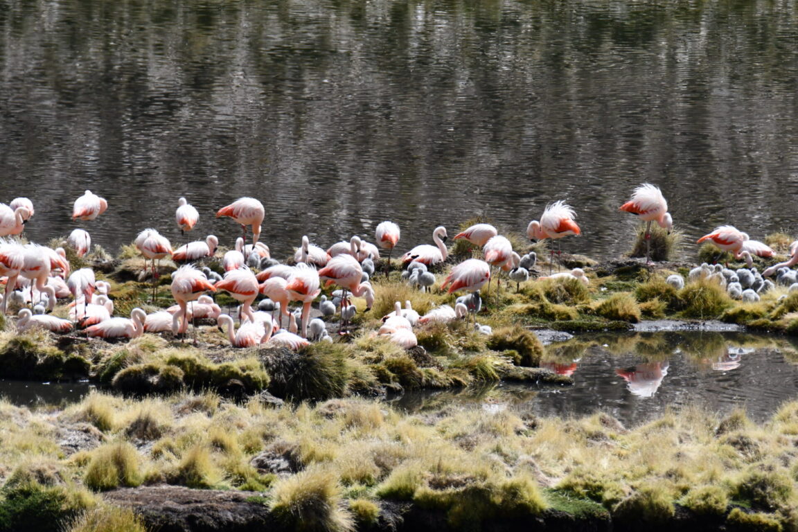 Foto de los flamencos chilenos anidando