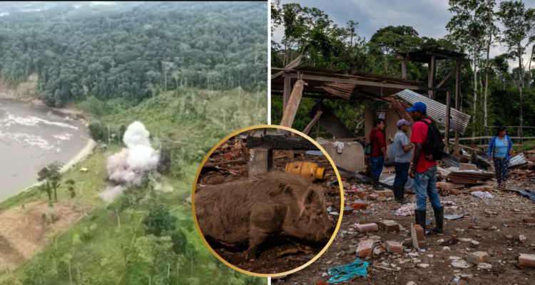 EEUU y Ecuador se felicitaron por bombardeo a campo de narcotraficantes, pero era una granja lechera