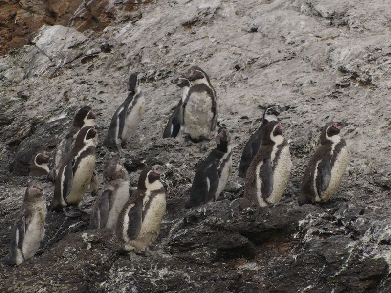 medioambiente en Chile