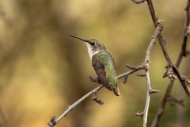 Foto de un Picaflor de Arica