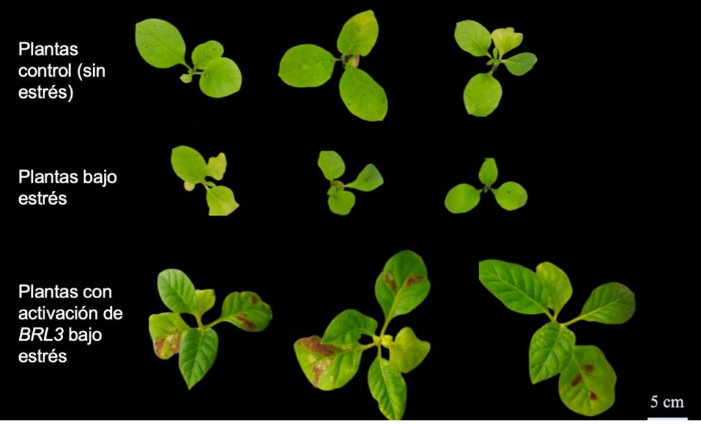 Fotos del experimento de plantas más resistentes a la sequía