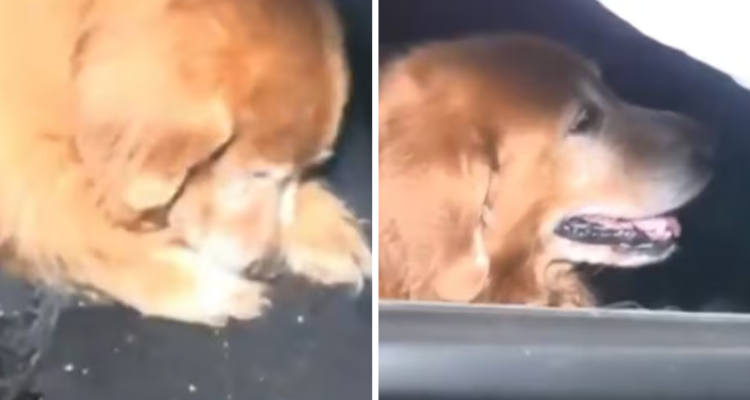 Fiel compañero: conductor murió en accidente de tránsito y su perro se negó a abondar el cuerpo