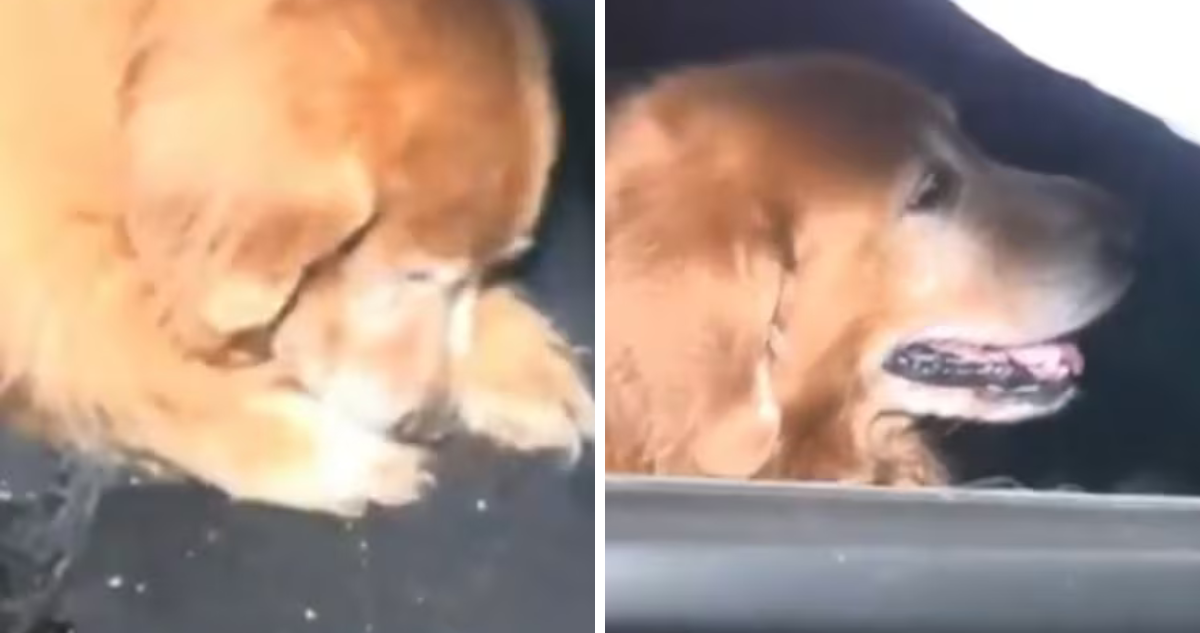 Fiel compañero: conductor murió en accidente de tránsito y su perro se negó a abondar el cuerpo