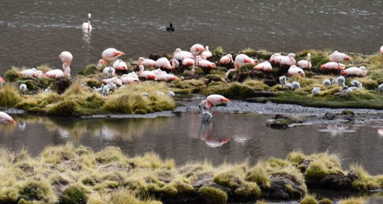 Fotos de los flamencos chilenos y sus polluelos