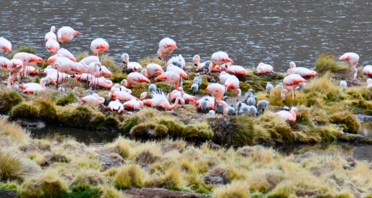 Después de 33 años flamencos chilenos vuelven a nidificar en Parque Nacional Lauca