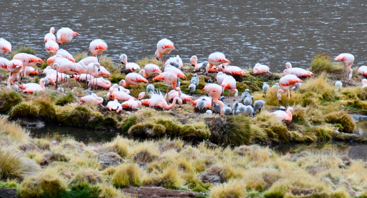 Conaf Arica