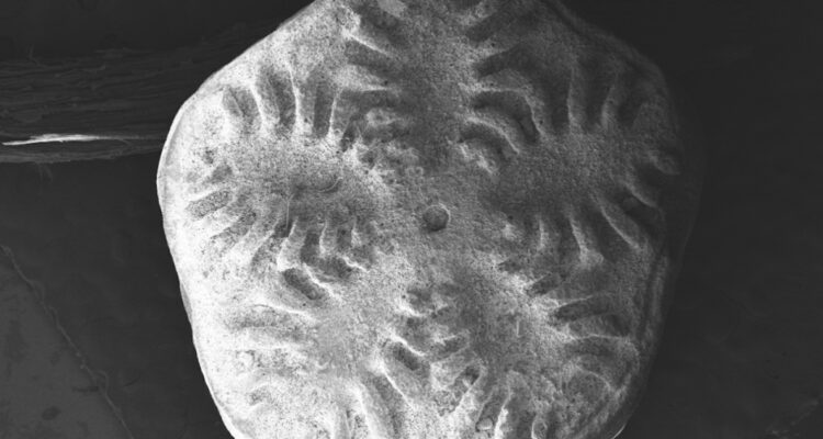 Foto de uno de los fósiles encontrados en la Antártica