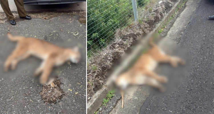 Encuentran muerto a puma a un costado de la Ruta 5 Sur en Paillaco