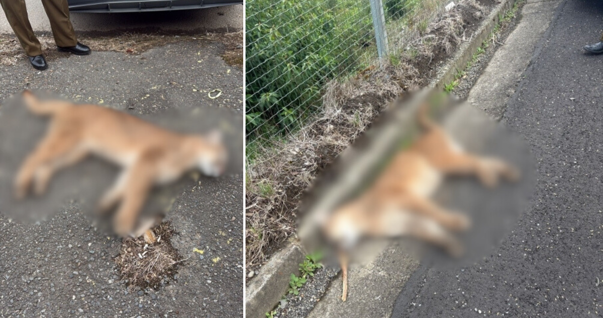Encuentran muerto a puma a un costado de la Ruta 5 Sur en Paillaco