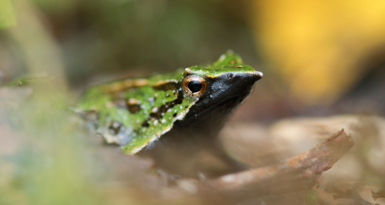 Gobierno reingresa decreto y Contraloría da luz verde a la protección de la ranita de Darwin