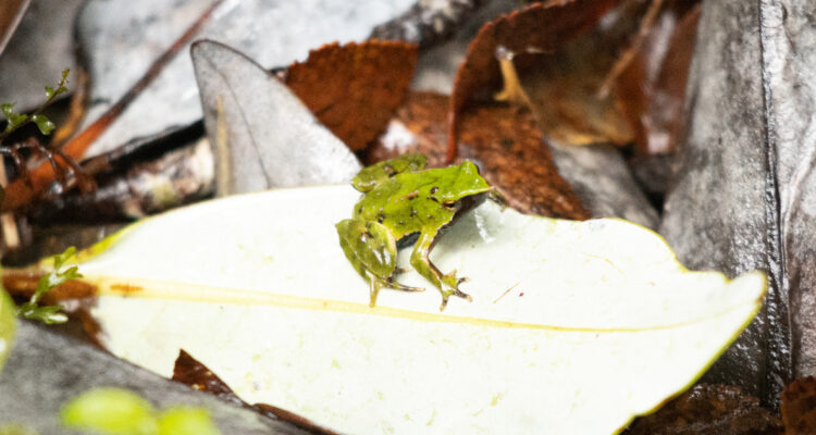 Foto de una ranita de Darwin