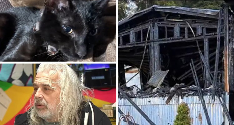 Gato salvó a su dueño de incendio en EEUU pero no logró sobrevivir: “Nunca podremos recuperar a Fred”