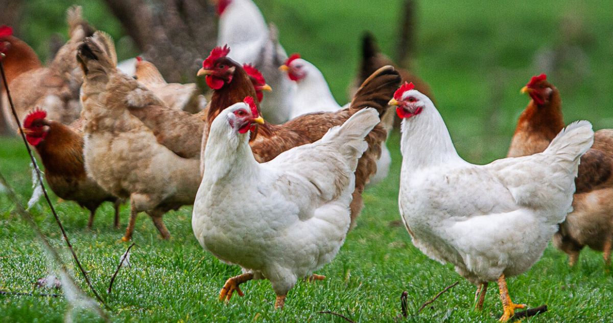 Gobierno revela que se sacrificarán 600 mil gallinas tras pausa de exportaciones por influenza aviar