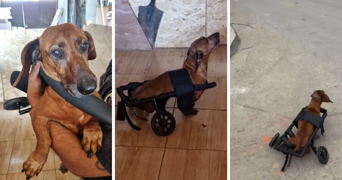 Gracias a campaña: perro salchicha recibe nuevo carro de arrastre que perdió en incendio de Penco
