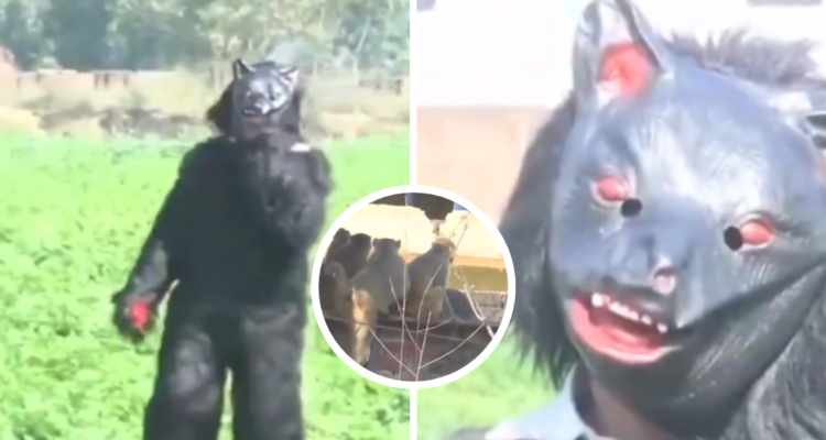 granjero vestido de oso