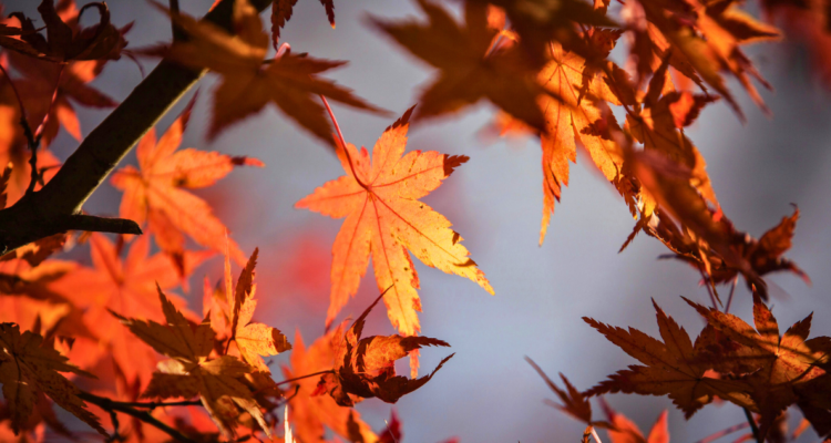 cuando empieza el otoño
