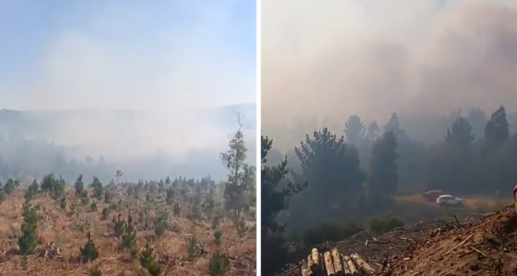 Incendio forestal en Ránquil y Coelemu consume tres infraestructuras: 10 hectáreas han sido afectadas