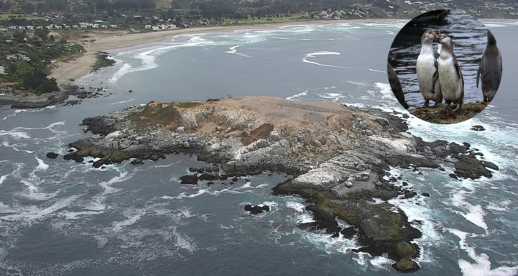 Iniciativa refuerza protección de pingüino de Humboldt: parte restauración ecológica en Isla Cachagua