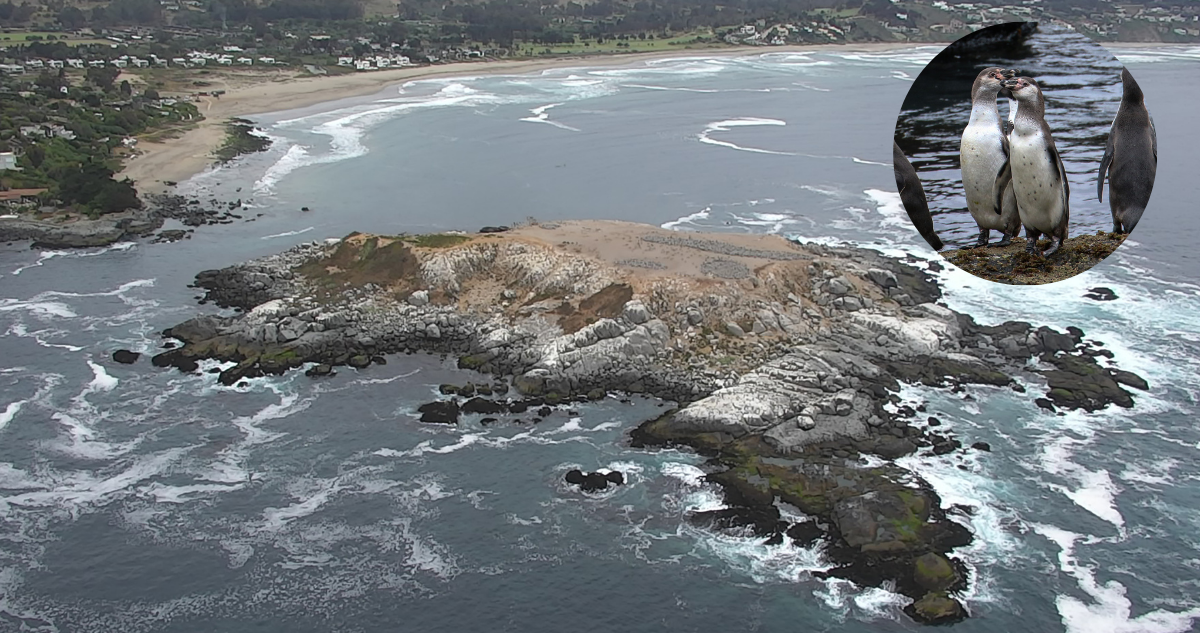 Iniciativa refuerza protección de pingüino de Humboldt: parte restauración ecológica en Isla Cachagua