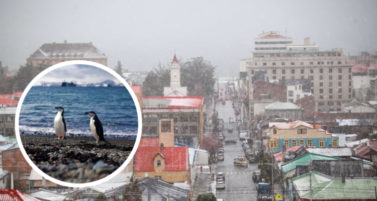 Punta Arenas, región de Magallanes. Foto de pingüinos en la Antártica.